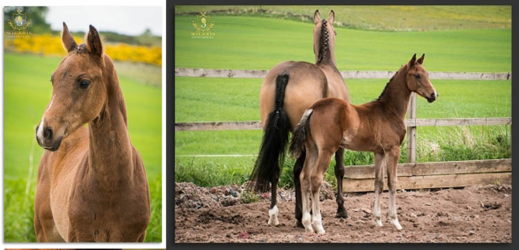 Dressage Breeding - Foals